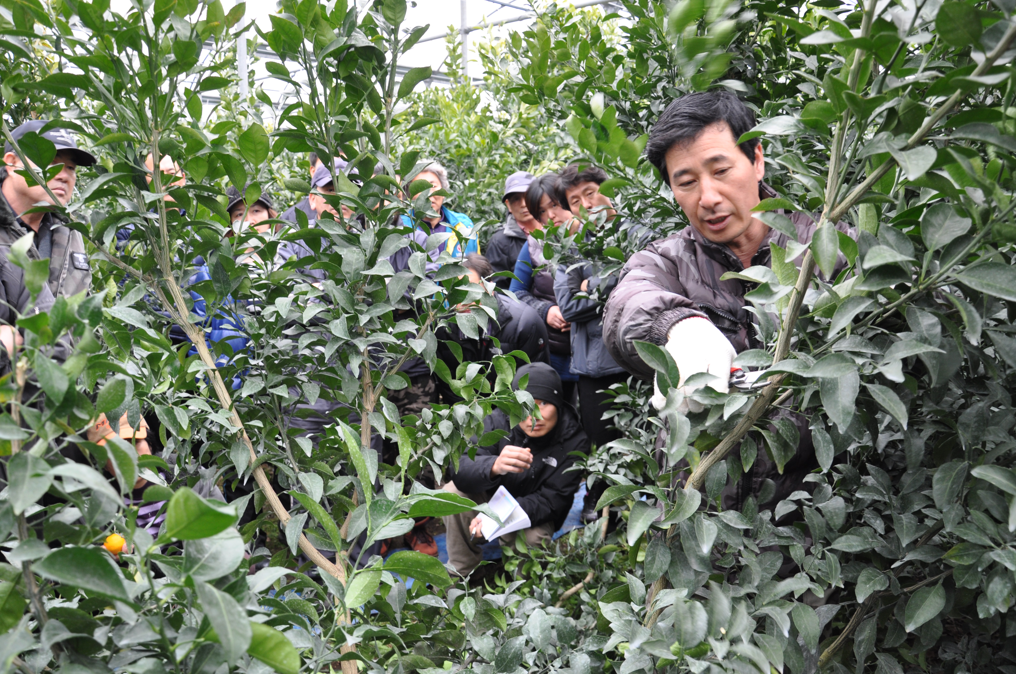 만감류 정지전정 교육 현장